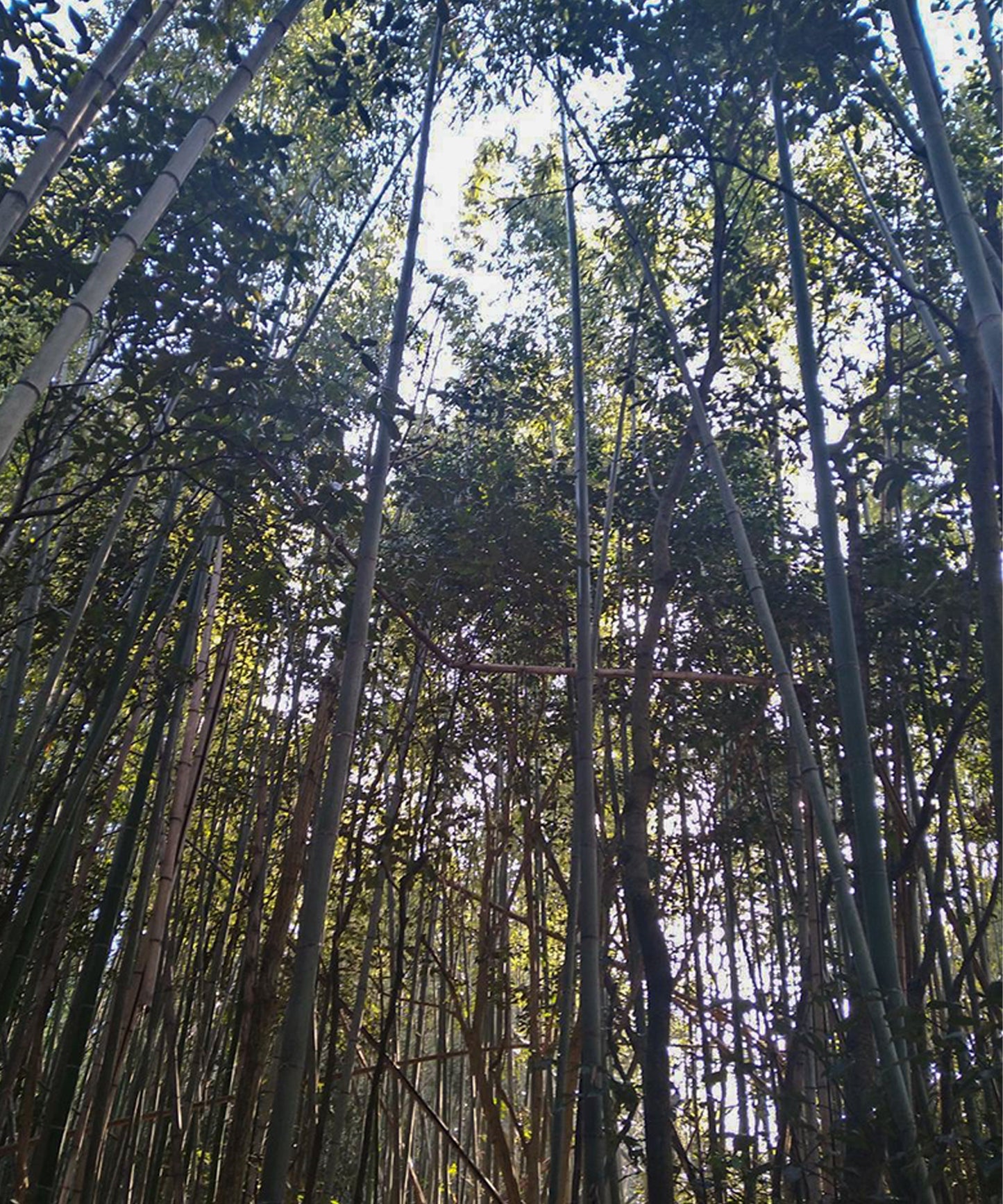 手ぬぐい丸亀うちわ　小判型