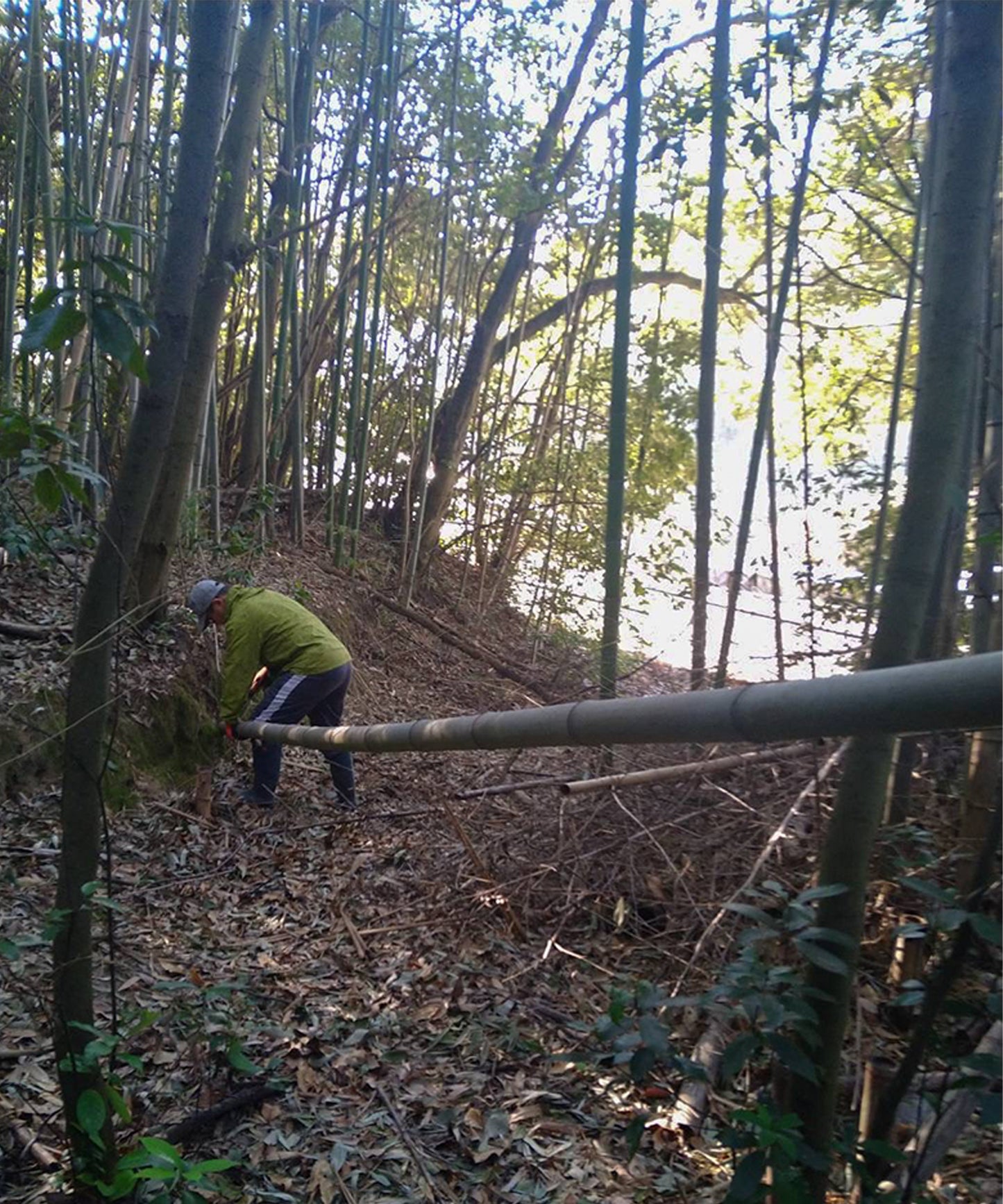 手ぬぐい丸亀うちわ　小判型